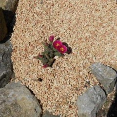 medium_DSCN1320.JPG