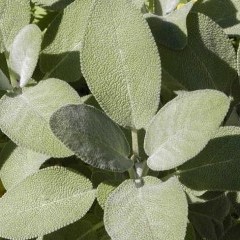 medium_Salvia officinalis 2.jpg