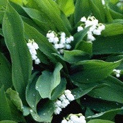 medium_muguet.jpg