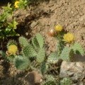 small_Cactus winterhard 2.jpg